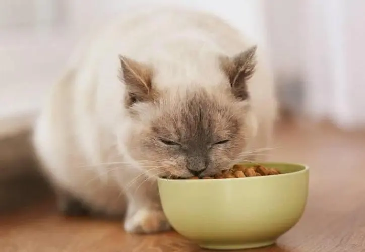肉类vs.猫粮，猫咪为什么偏偏要吃猫粮呢？