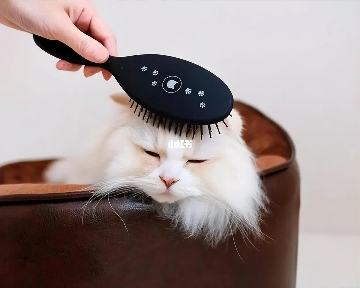 猫咪每天都在舔毛，如何预防“毛球症”？教你几种预防毛球症的方法