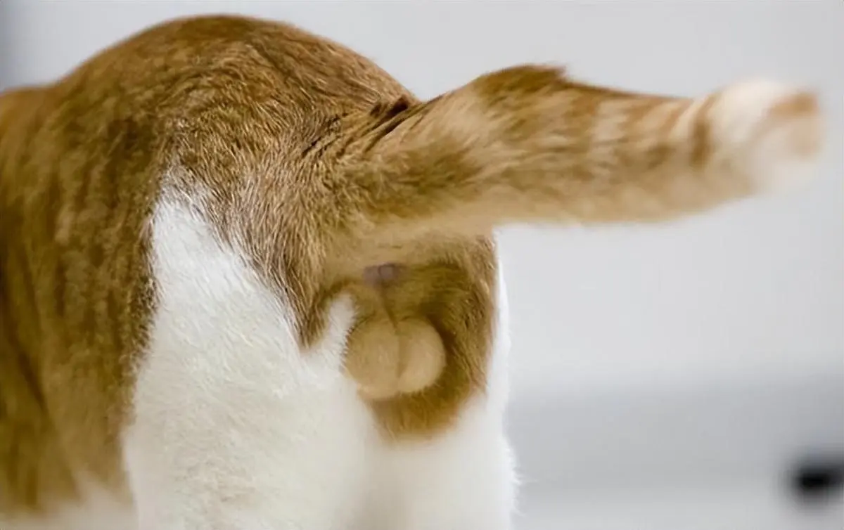 关于猫咪的“性”冷知识，你知道猫咪几个性冷知识？