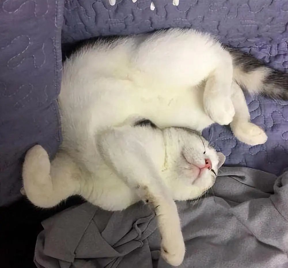 为啥猫咪喜欢“投降”式睡姿？真相比你想的有趣！