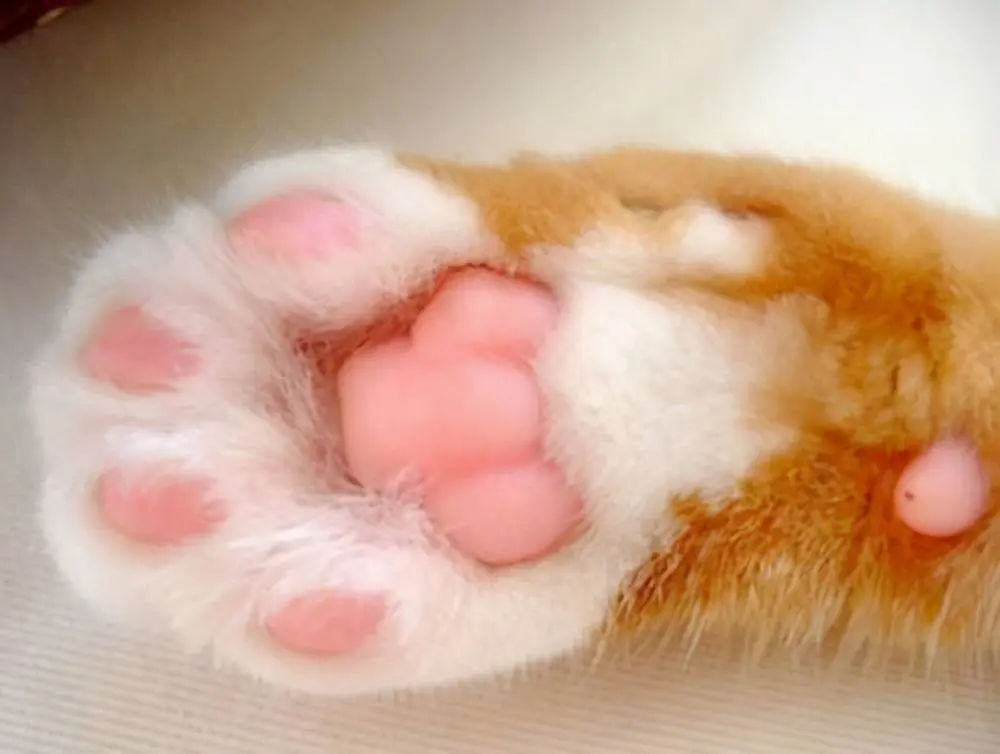 猫咪的肉垫形状代表性格，你家猫咪的肉垫是什么形状？
