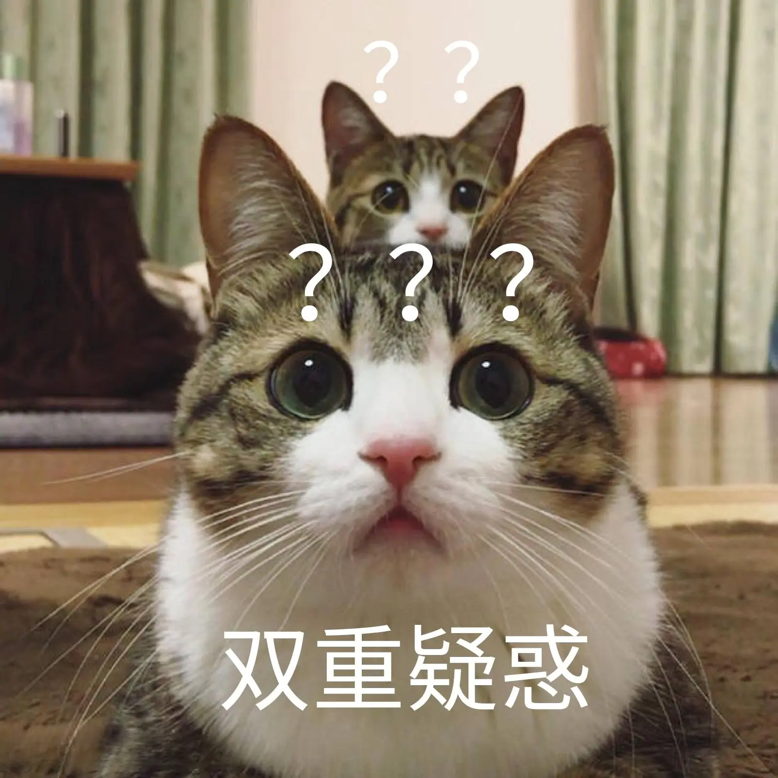 网友表示，养了1年的猫，被确诊为“智障”了！下面就是猫咪低智商的表现