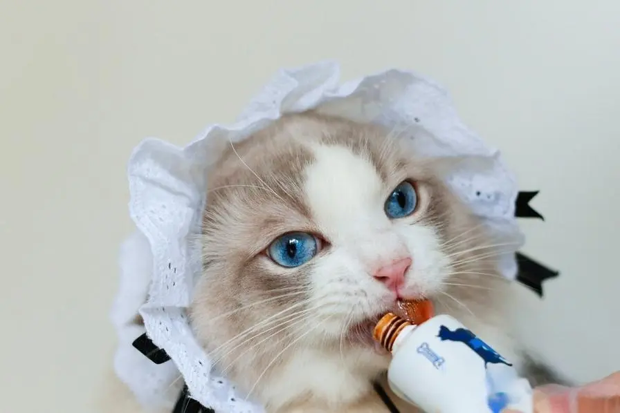 布偶猫也被称为“仙女猫”，有让人着迷的几大优点