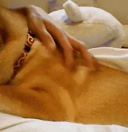 想要判断一只狗狗过得是否幸福，从它的睡姿就可以看出了