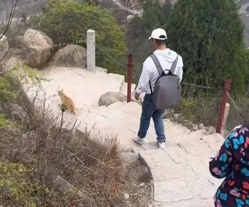 网友爬山偶遇一只橘猫太有灵性了：“这只小猫不会是山神吧？”