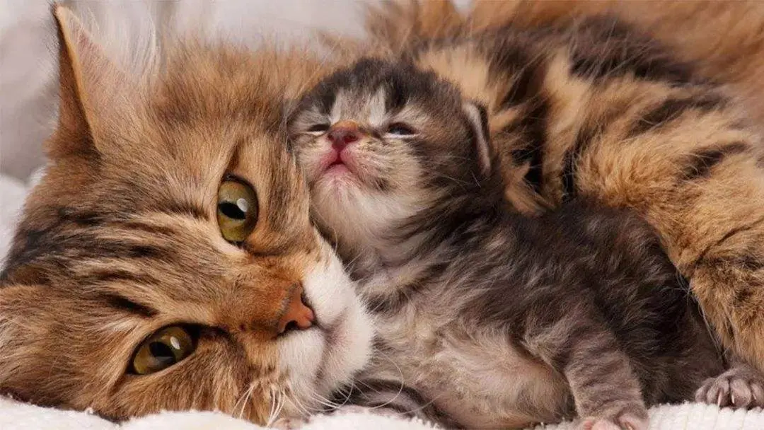 你在猫咪心中是什么地位呢？它会把你当成妈妈吗？