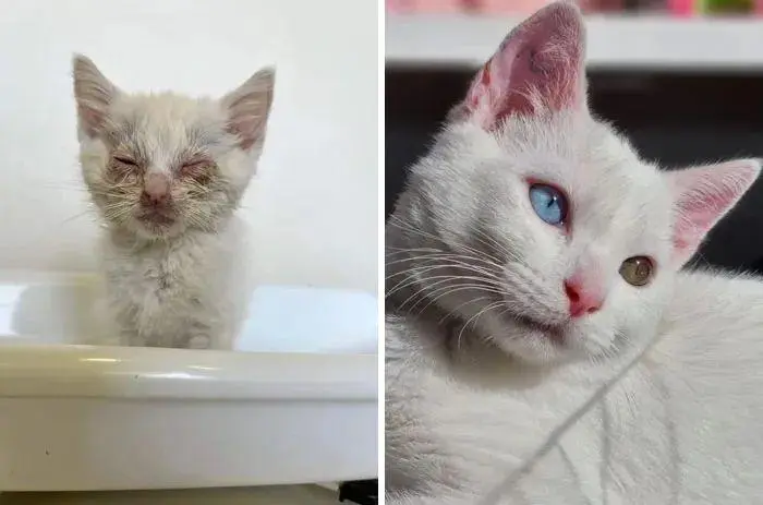 16张流浪猫咪收养前后对比图：猫咪们的蜕变让人十分惊喜