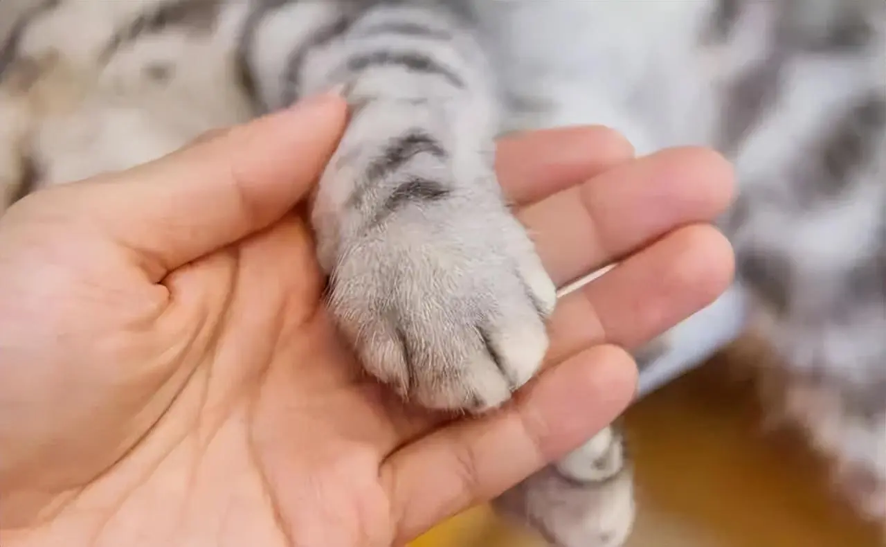 为什么猫咪不让人摸爪子呢？养猫久了才明白