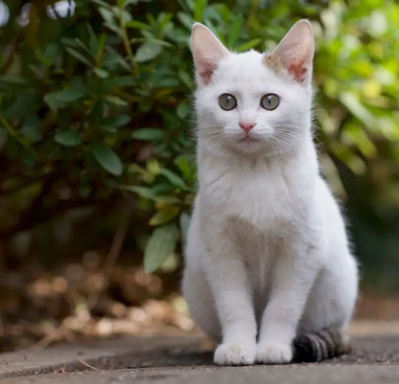 一组温暖可爱的图片：流浪猫也可以治愈人心