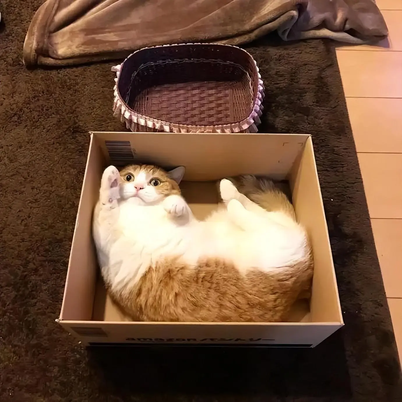 宁愿睡纸箱，也不睡猫窝！猫咪“智商”不正常？