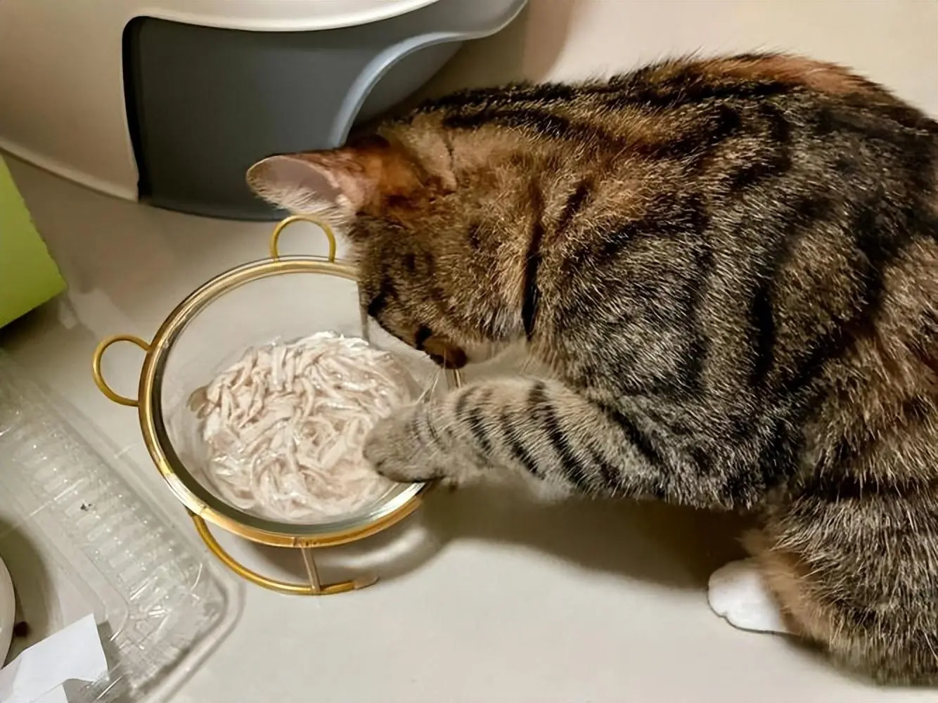 夏季猫咪“饮食守则”，饮食当清淡，健康才会长久！