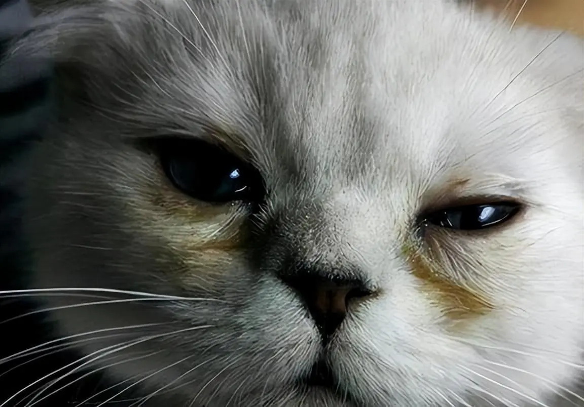 英短猫“泪痕”重是什么原因？出现泪痕怎么办呢？