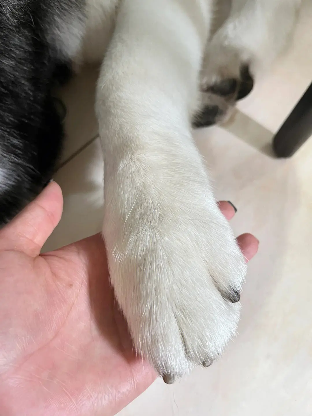 你知道当狗狗被摸爪子时，它是怎么想的吗？