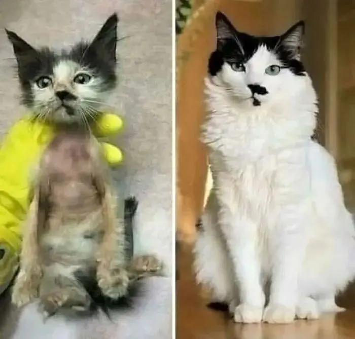 16张流浪猫咪收养前后对比图：猫咪们的蜕变让人十分惊喜
