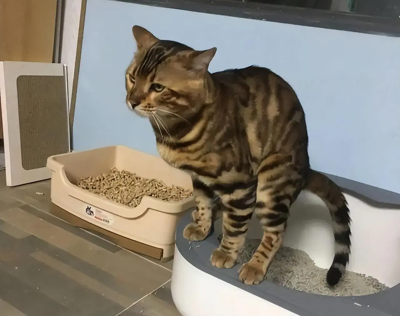 你相信有“智障猫”吗？网友：我的猫笨的出奇，7个月都学不会使用猫砂！