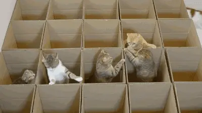 宁愿睡纸箱，也不睡猫窝！猫咪“智商”不正常？