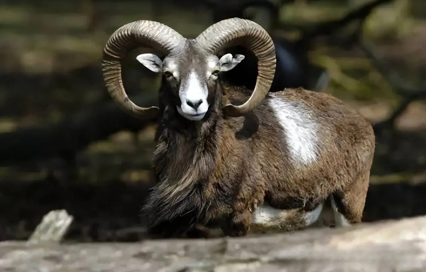 在喜马拉雅山上飞檐走壁，它到底是什么样的羊？
