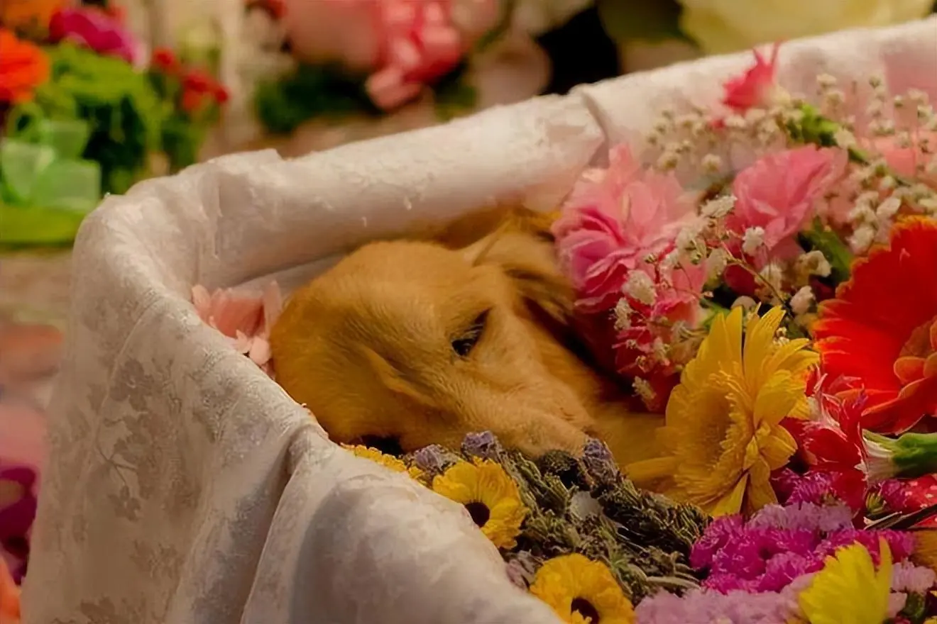 宠物去世后为何不建议土葬？真正的原因你知道吗？
