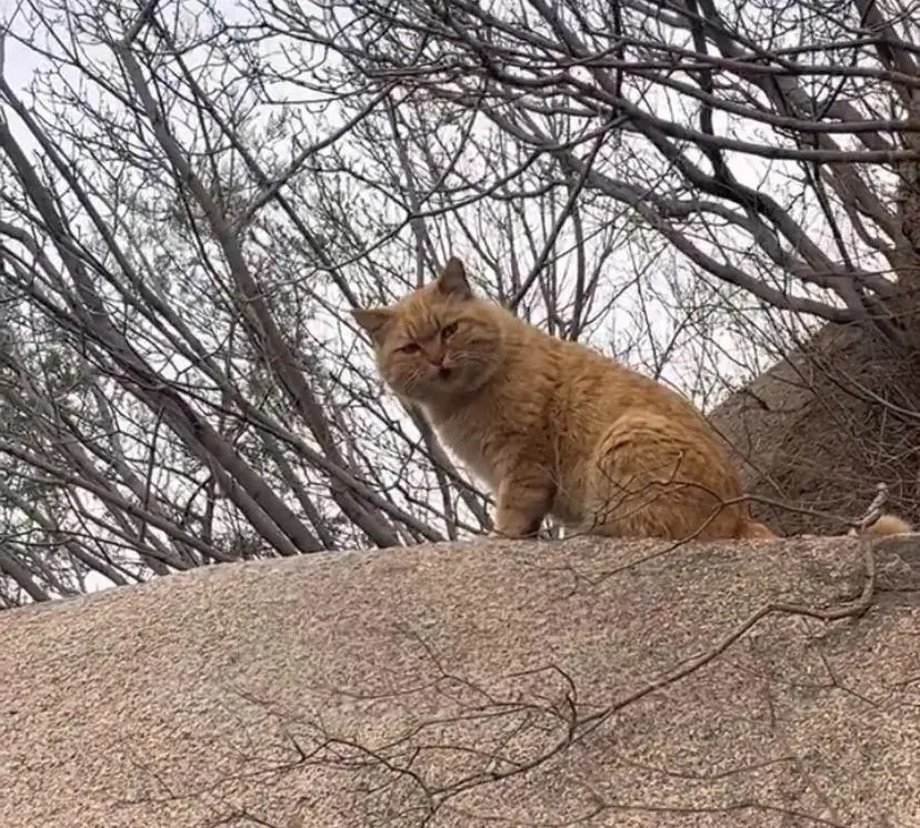 网友爬山偶遇一只橘猫太有灵性了：“这只小猫不会是山神吧？”