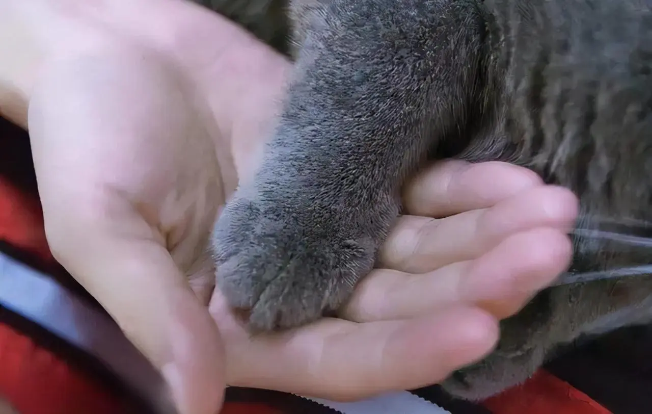 为什么猫咪不让人摸爪子呢？养猫久了才明白