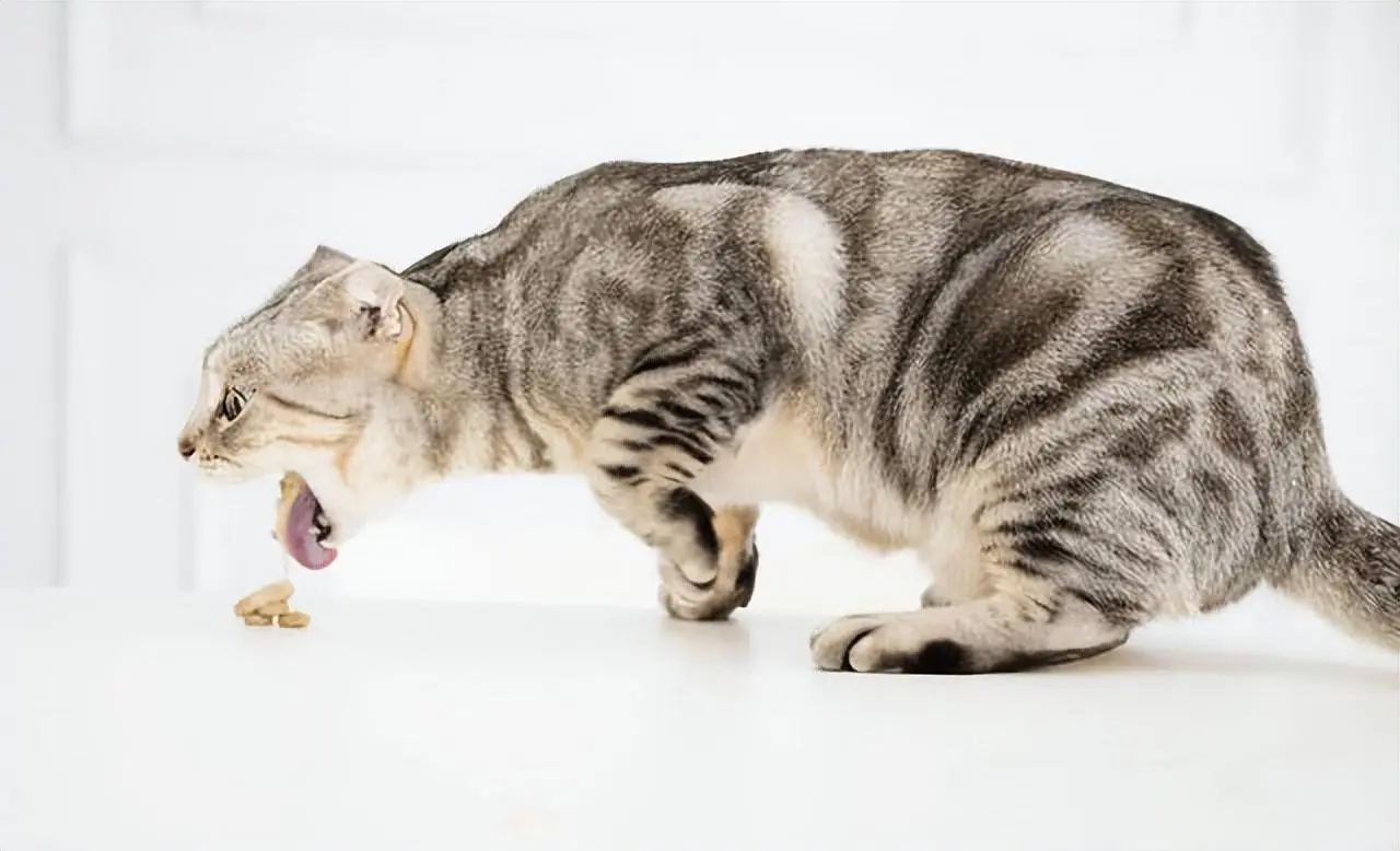 猫咪患上“毛球症”如何处理？是什么原因导致的呢？