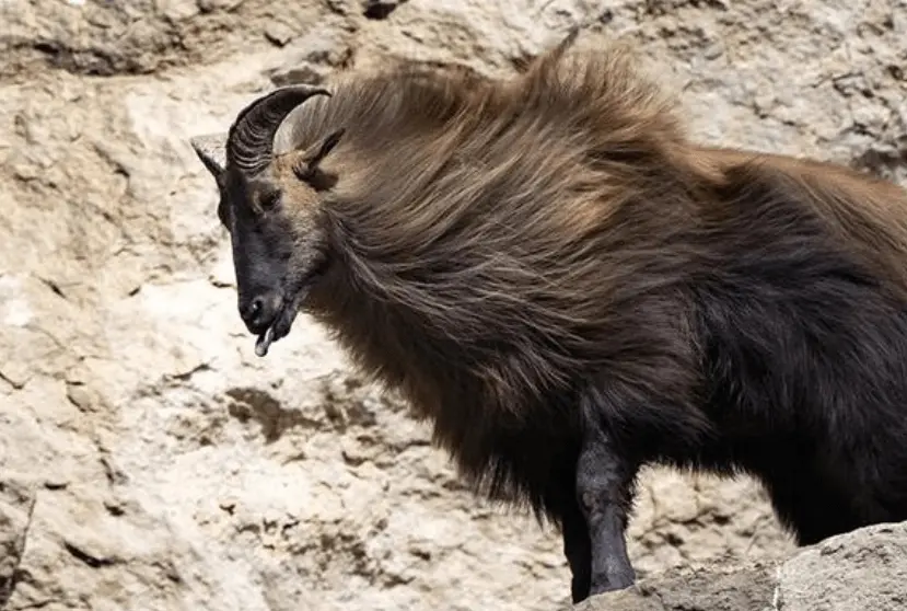 在喜马拉雅山上飞檐走壁，它到底是什么样的羊？