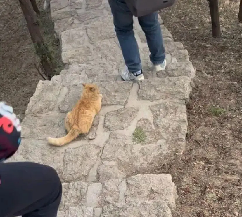 网友爬山偶遇一只橘猫太有灵性了：“这只小猫不会是山神吧？”