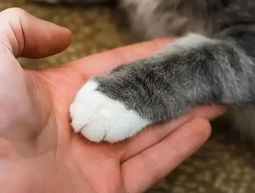 为什么猫咪都不让人摸爪子呢？原来它是这么想的！