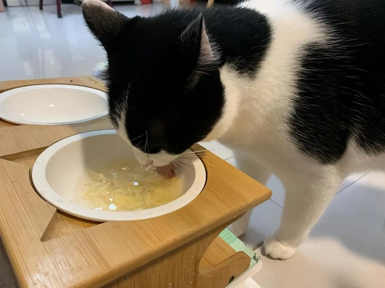 夏季猫咪“饮食守则”，饮食当清淡，健康才会长久！