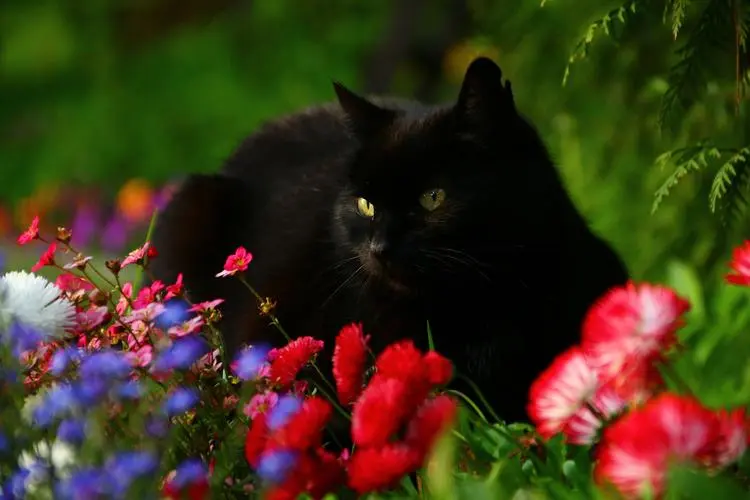 “黑猫”不是倒霉猫，这里我想给黑猫正名