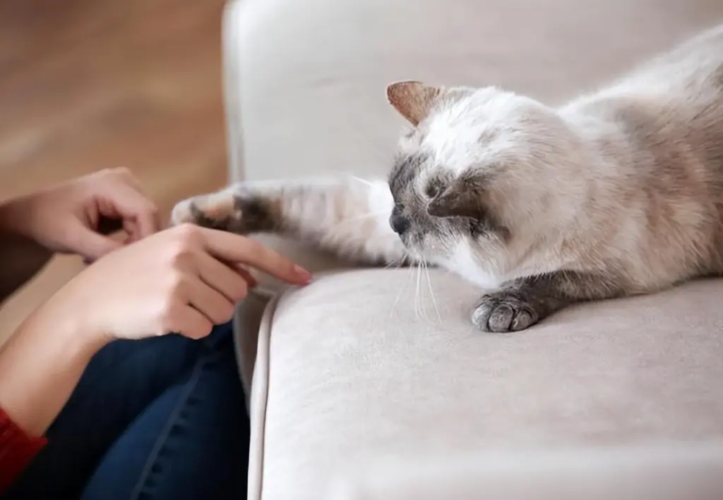 当猫咪允许你碰触以下几个部位时，这意味着它们非常信任你！
