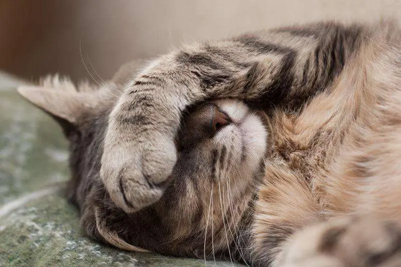 猫咪喜欢“捂脸睡”，其中隐藏了这些心理。你家猫也有过捂脸睡的行为吗？