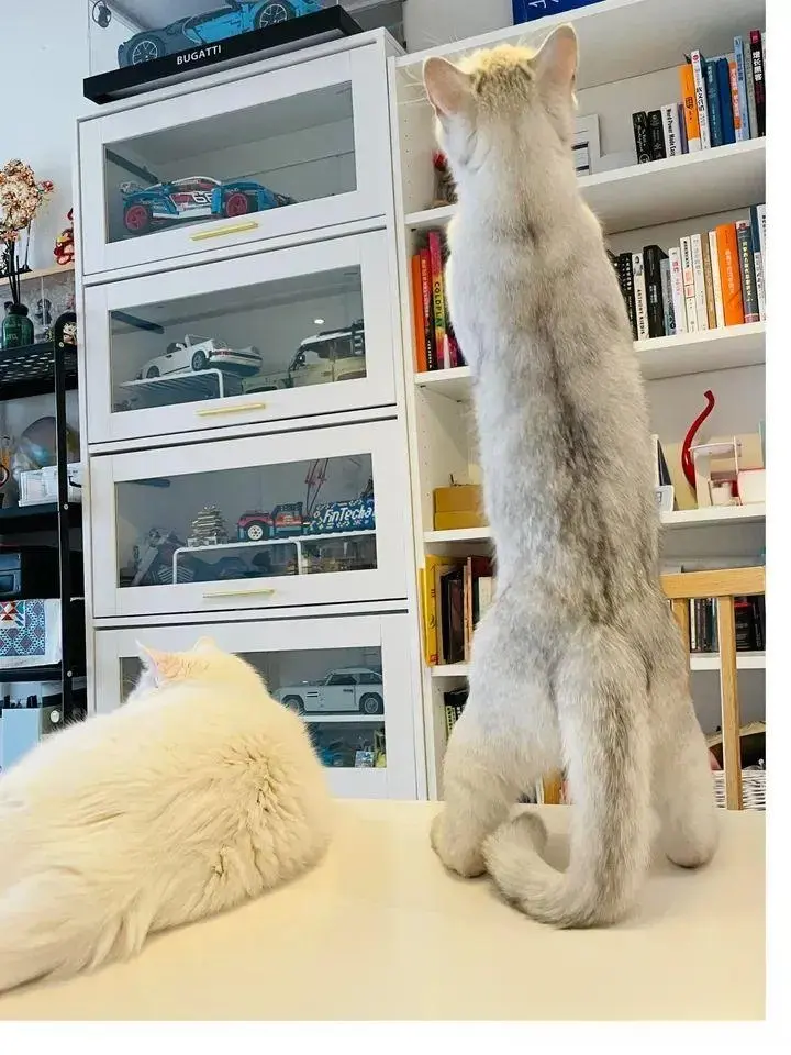 冷知识：为什么猫都喜欢把自己的身体拉得很长很长？