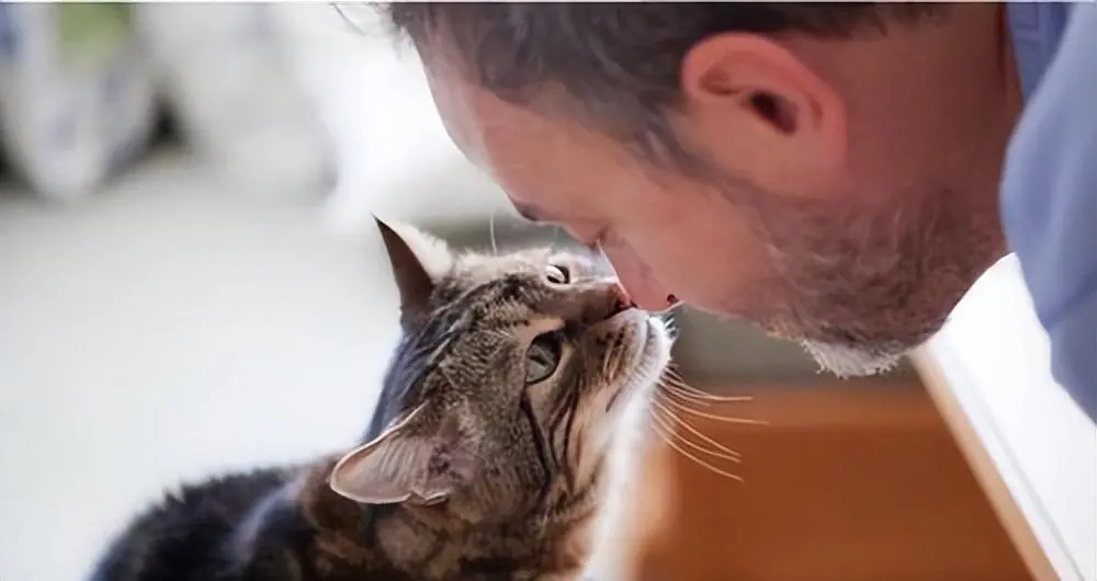 与猫咪“鼻吻”，在猫咪眼里传递着一些特定的含义和情感