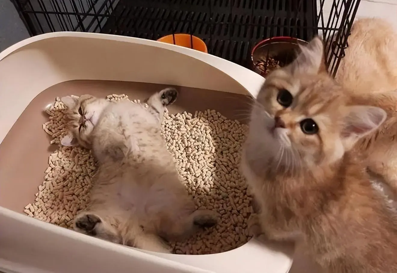 猫为什么喜欢窝在猫砂盆里？它不嫌脏吗？