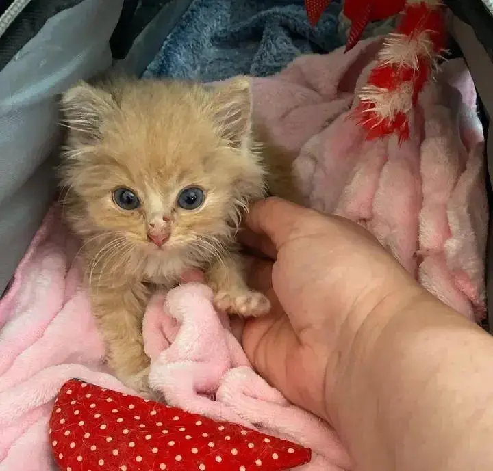 一位女子在路边发现了一只橘色的小奶猫，幸亏发现及时