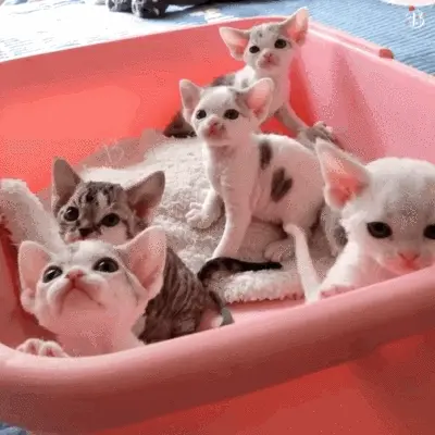 以下这6只猫咪，一点也不臭，即使不给它洗澡，身上也是香香的！