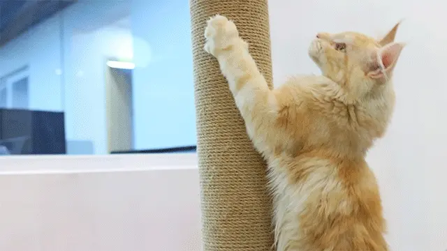 缅因猫很喜欢四脚朝天，露出肚子，这到底是什么意思呢？