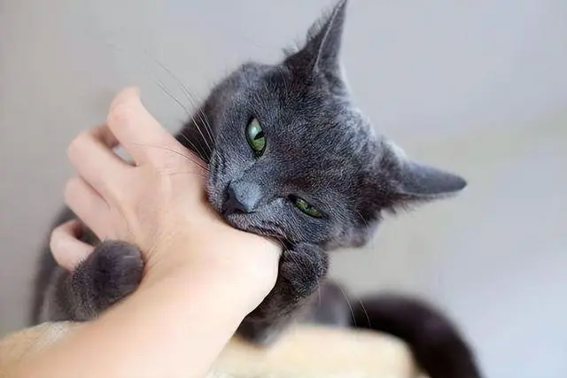 你摸猫咪的爪子，那么这时候猫咪会怎么想呢？