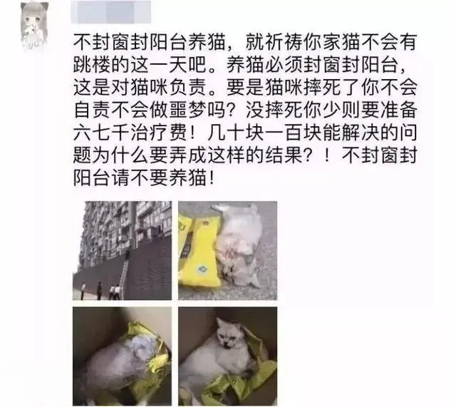 网友：凌晨4点，我家猫从窗户跳了出去，结束了它短暂的一生