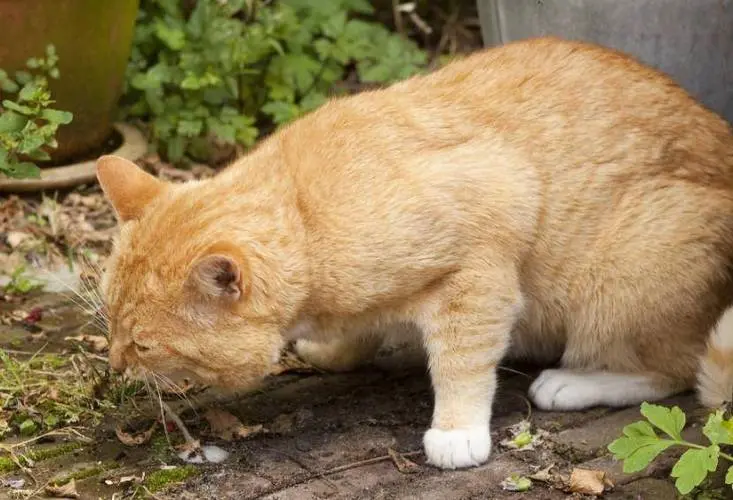 橘猫变老的几个征兆，它们的身体和行为会发生许多变化！