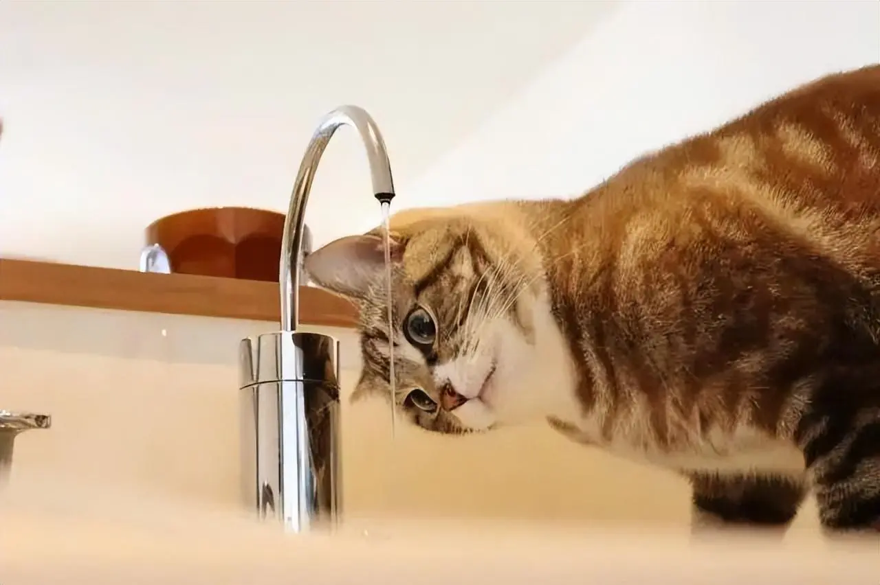 夏天猫咪“最害怕”什么？那就是没有水喝！