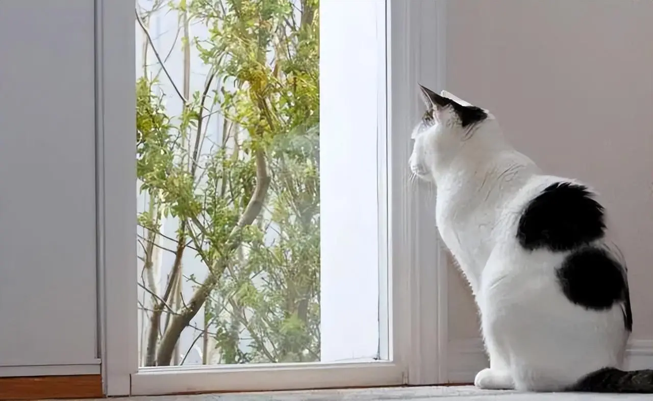 为什么猫咪喜欢看着窗外呢？其实它内心想着这6件事