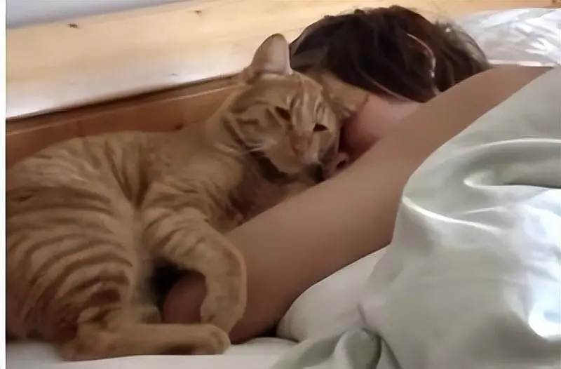 为什么猫会早早地叫醒自己的主人？这些原因，真相了！