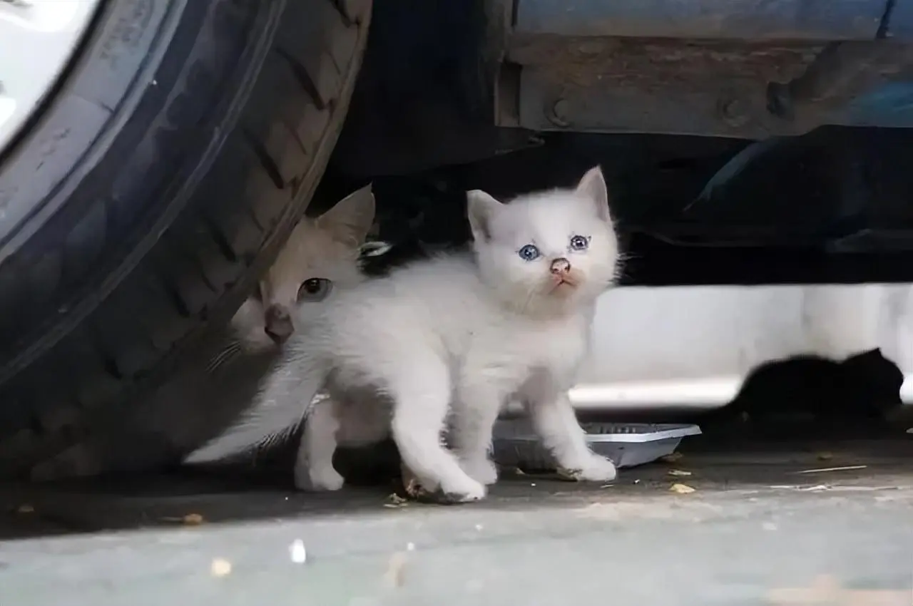 女子在开车回家的路上看到一只小猫，她毫不犹豫地做出一个决定