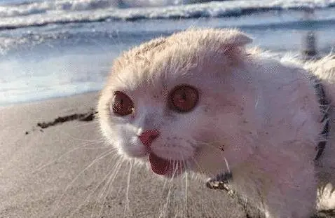 别人家的猫第一次去海边，直接“恶龙咆哮”：哇！好大的猫砂盆