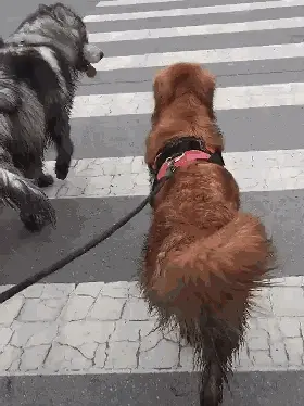 狗在遛弯时三步一回头，其实狗狗是这样想的！