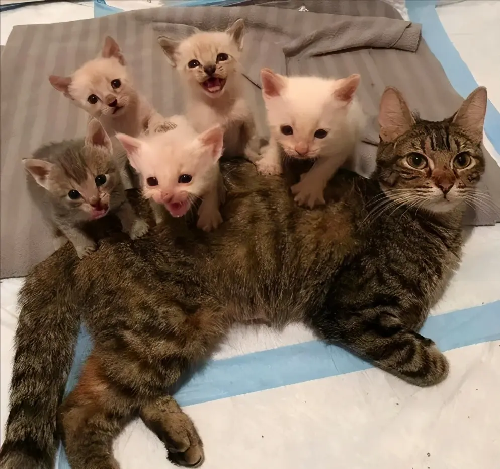 为什么母猫一胎里面有不同颜色的小猫，难道它们不是一个猫爸爸吗？