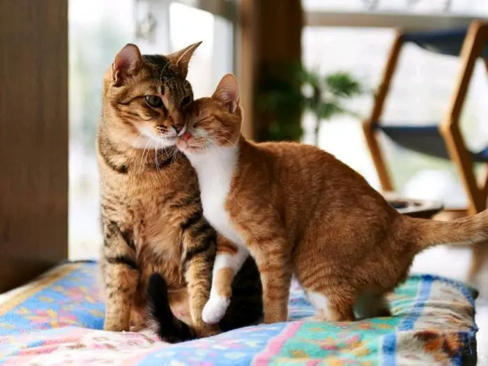 两只猫“交配”，将两只交配中的猫咪强行分开，危害有哪些！