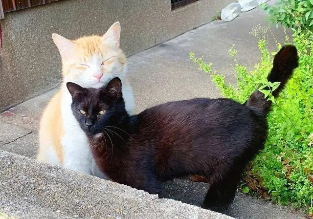 网友遇到一只橘猫，想上去搭讪，没想到半路竟然杀出了一只黑喵